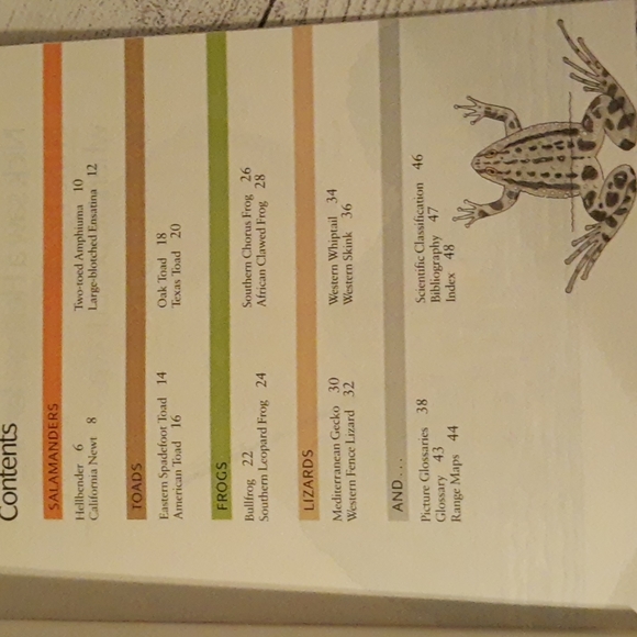 BugsT 3D Lizard Tee, Book, Toy - Picture 15 of 16